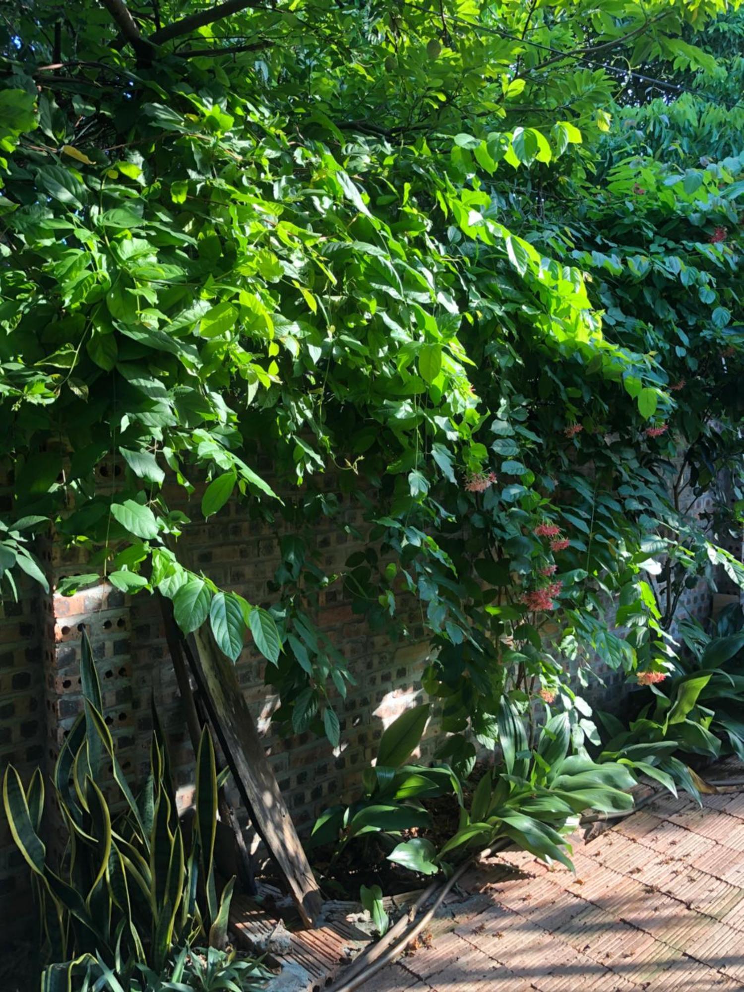 Thuy Xuyen Tam Coc Homestay Vu Lam Exterior photo